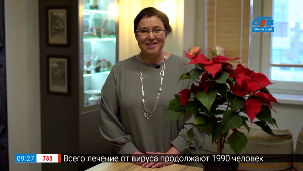 Как сохранить рождественскую звезду — пуансеттию в рубрике «Руки садовода»