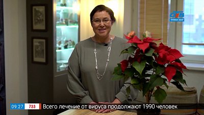 Как сохранить рождественскую звезду — пуансеттию в рубрике «Руки садовода»