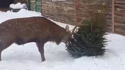 В Челябинском зоопарке олень расставляет ели по загону