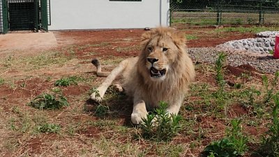 Фильм «Симба. Долгий путь к свободе»