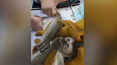 В Челябинском зоопарке сделали массаж яванской макаке