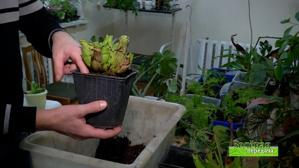 Зеленая передача 20.01.2022