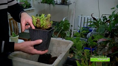 Зеленая передача 20.01.2022