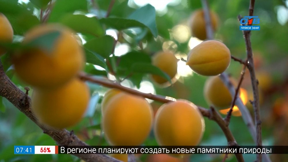 Чудо-дерево в саду в рубрике «Руки садовода»