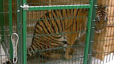 В Челябинске запустили акцию в поддержку тигра Гектора