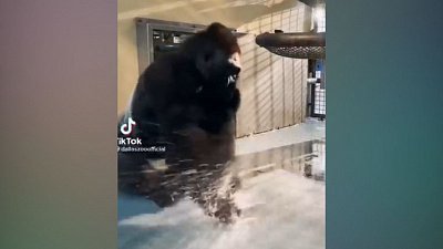 Мех и смех: сочувствующий пес, злая мартышка и танец в воде