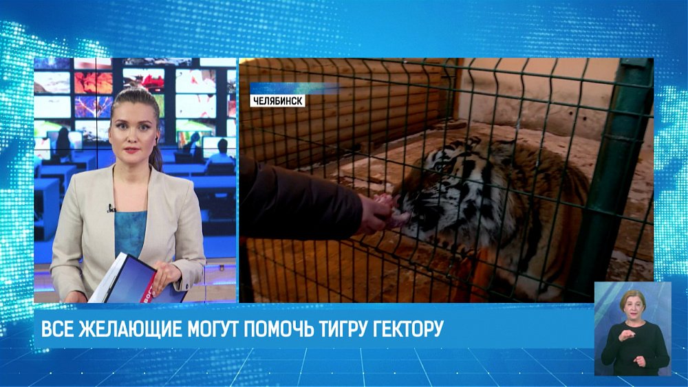 Все желающие могут помочь тигру Гектору