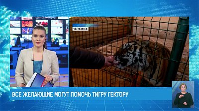 Все желающие могут помочь тигру Гектору