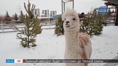 Самые тактильные животные в сюжете «Кого в зоопарке чаще гладят»