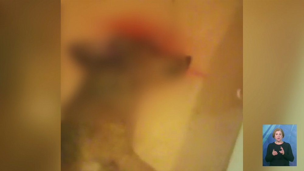 Житель Челябинска убил собаку