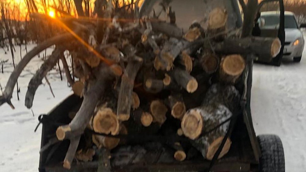 В Троицке задержали подозреваемых в незаконной вырубке деревьев