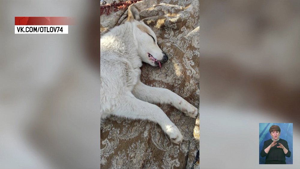 В Челябинске спасли собаку, угодившую в капкан