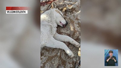 В Челябинске спасли собаку, угодившую в капкан