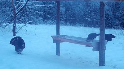 Фотоловушка на «Таганае» засняла дефиле глухаря