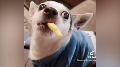 Мех и смех: картошка фри, следы и штаны для собаки