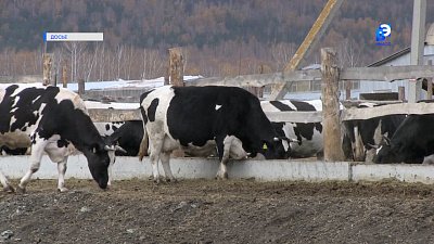 Южноуральские аграрии получат субсидии быстрее