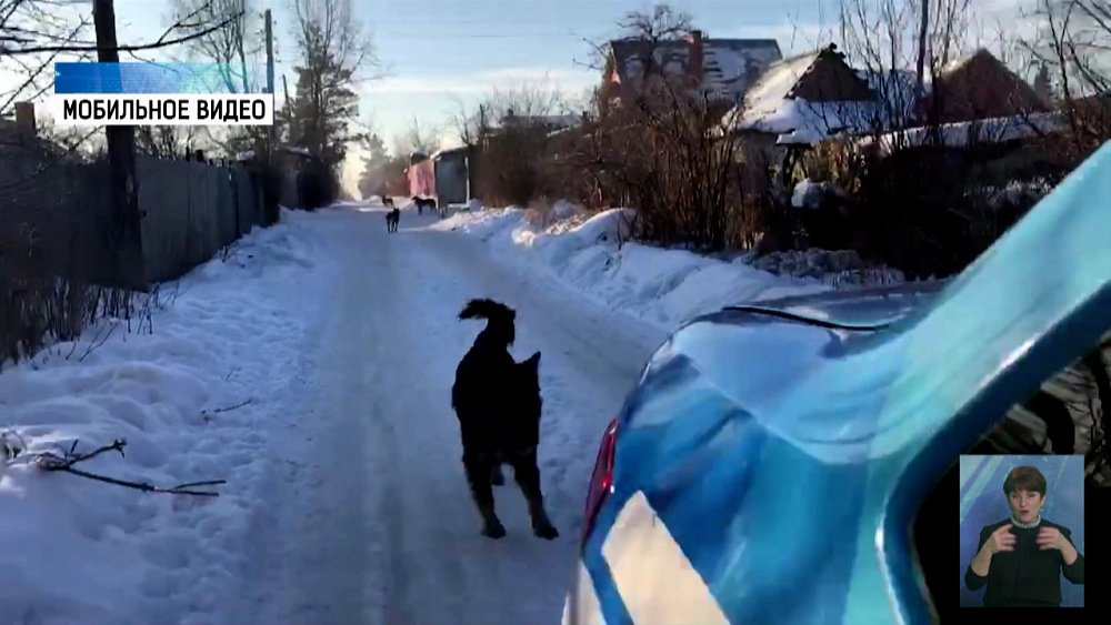 Бездомные собаки нападают на людей