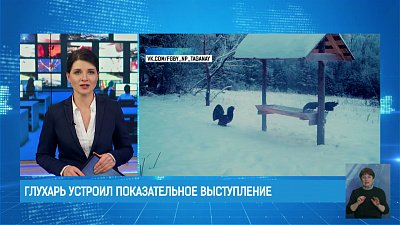 Глухарь устроил показательное выступление