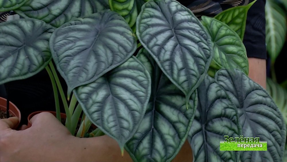 Зеленая передача 27.01.2022