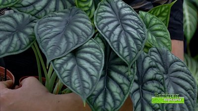 Зеленая передача 27.01.2022