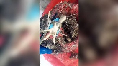 Жители Муслюмово нашли отходы птицефабрики в водах реки Течи