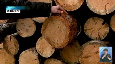 В городском бору проводят санитарную вырубку