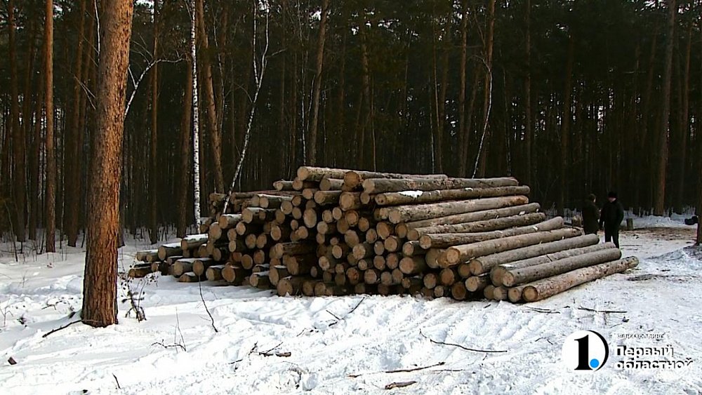 Вырубленные в городском бору деревья восстановят в мае 2022 года