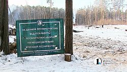 Вырубленные в городском бору деревья восстановят в мае 2022 года
