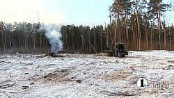 Вырубленные в городском бору деревья восстановят в мае 2022 года