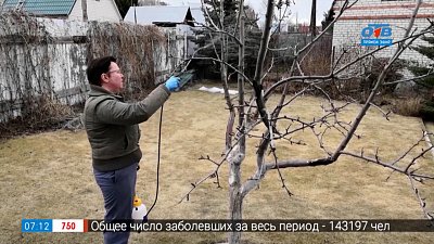 Без этой обработки садоводам не обойтись в рубрике «Руки садовода»