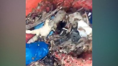 Жители Кунашакского района показали слив отходов птицефабрики в реку