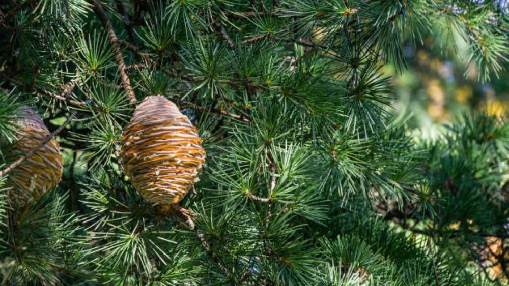 В Челябинской области высадят 150 тысяч кедров