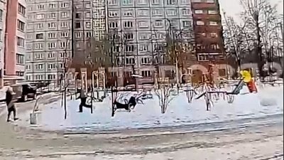 В Челябинске местные жители жалуются на стаи бродячих собак