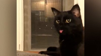 Мех и смех: злая лошадь, прыжок в снег и забытый язык