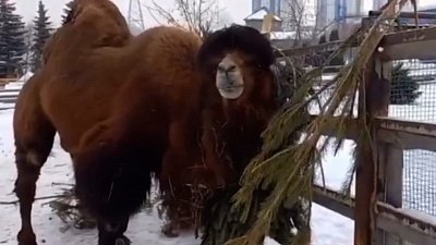 В Челябинском зоопарке показали ежедневные ритуалы верблюда