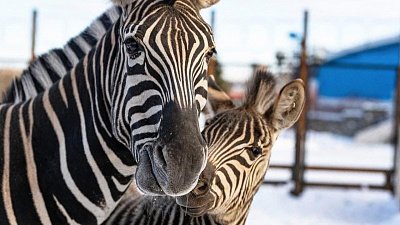 Зебры в Челябинском зоопарке отметили свой день