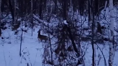 В Снежинске на видео сняли бегающих оленят