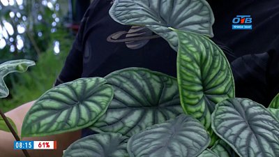 Роскошные алоказии — комнатные цветы небывалой красоты в рубрике «Руки садовода»