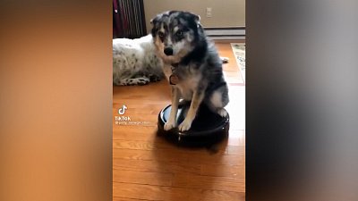 Мех и смех: гусь — барабанщик, собачий аттракцион и кот на страже здоровья