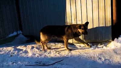 Жители Челябинской области жалуются на стаи бродячих собак