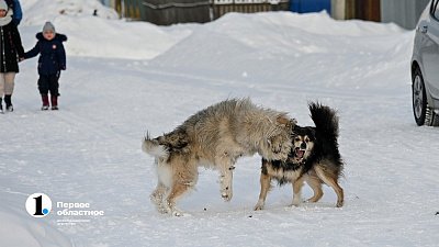 СК начал проверку после нападения бродячих собак на 8‑летнего мальчика в Челябинске