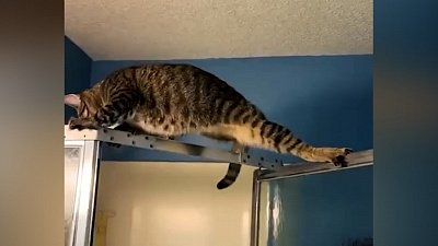 Мех и смех: паркур на душевой кабине, общение с грызунами и вестерн по-кошачьи