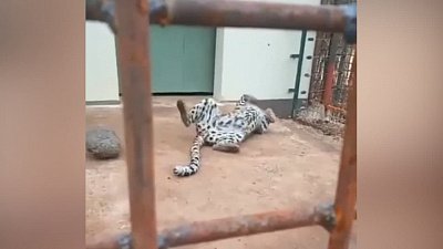 Карен Даллакян опубликовал видео прощания с леопардом Евой в Танзании