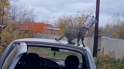 Мех и смех: зарядка для передних лап, прыжок вслепую и песня о главном