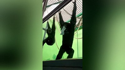 Приматы в Челябинском зоопарке ушли на карантин из-за коронавируса