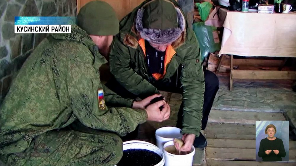 В Кусинском районе высадят кедры