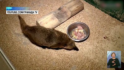 В Челябинском приюте поселили новых животных