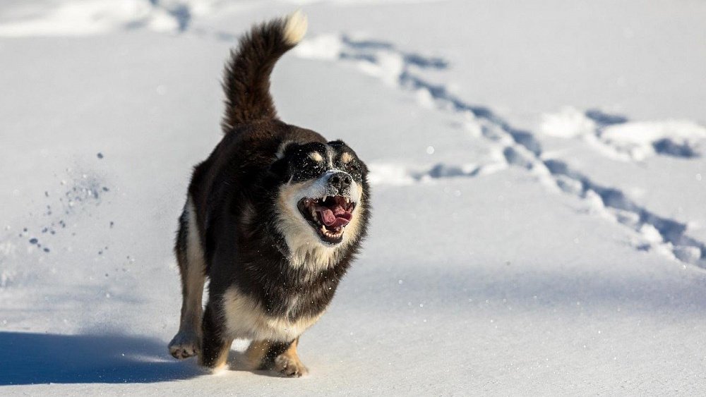 В мэрии Челябинска уточнили, что покусавшая семилетнего мальчика собака не была бродячей