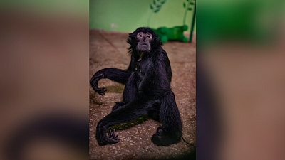 Три года колонии получила контрабандистка за перевозку обезьян через границу с Челябинской областью