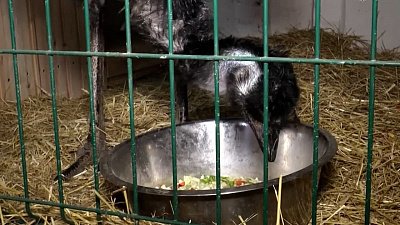 В приюте Карена Даллакяна появились новые постояльцы: страус, носуха и чернобурый лис